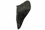 Partial Fossil Megalodon Tooth - Serrated edge #331564-1